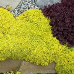 Golden Stonecrop -Naty Plants Shop sedum acre aureum 2 sw