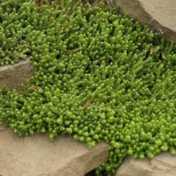 Golden Stonecrop -Naty Plants Shop sedum acre aureum 4 sw