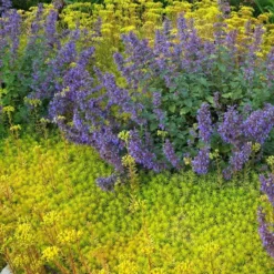 'Angelina' Stonecrop -Naty Plants Shop sedum angelina 3 290d8295 fbb3 4230 95cf 735b1b3781b7 sw