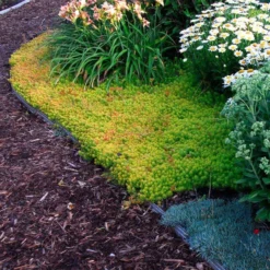 'Angelina' Stonecrop -Naty Plants Shop sedum angelina 4 c1960bac f9a2 498d b839 bdc91bfcdf90 sw