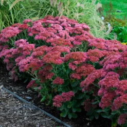Butterfly Garden Collection -Naty Plants Shop sedum autumn joy 3
