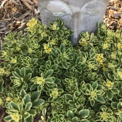 Rock 'N Low® 'Boogie Woogie' Stonecrop -Naty Plants Shop sedum boogie woogie 2