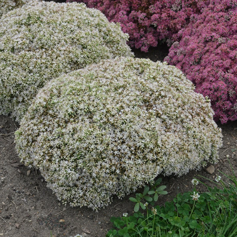 Rock 'N Round 'Bundle Of Joy' Stonecrop 1 Rock 'N Round 'Bundle Of Joy' Stonecrop