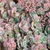 'Lidakense' Stonecrop