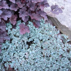 'Lidakense' Stonecrop 7 'Lidakense' Stonecrop -Naty Plants Shop sedum cauticola lidakense 3 sw