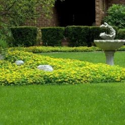 Japanese Stonecrop (Sedum Ellacombianum) -Naty Plants Shop sedum ellacombianum 5 sw