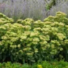 Rock 'N Grow® 'Lemonjade' Stonecrop