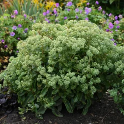 Rock 'N Grow® 'Lemonjade' Stonecrop -Naty Plants Shop sedum lemon jade 3