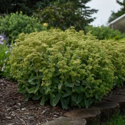 Rock 'N Grow® 'Lemonjade' Stonecrop -Naty Plants Shop sedum lemon jade 4
