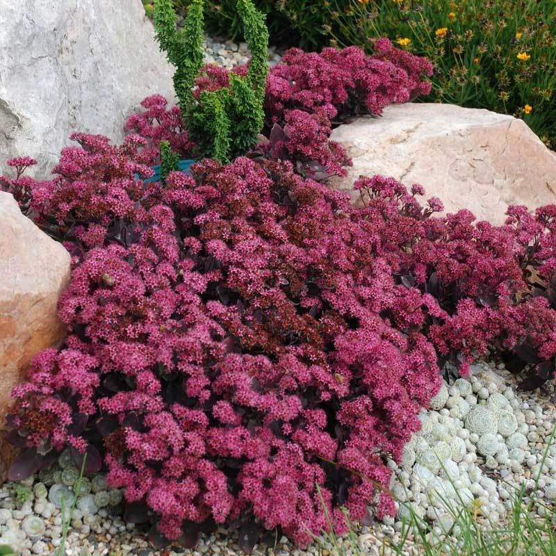 Sunsparkler® 'Plum Dazzled' Stonecrop 2 Sunsparkler® 'Plum Dazzled' Stonecrop - Image 2