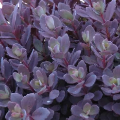 Sunsparkler® 'Plum Dazzled' Stonecrop 5 Sunsparkler® 'Plum Dazzled' Stonecrop -Naty Plants Shop sedum plum dazzled 3