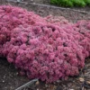 Rock 'N Round™ 'Popstar' Stonecrop