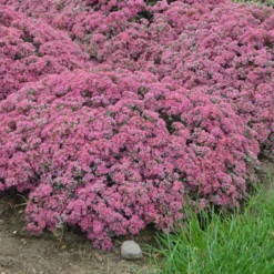 Rock 'N Round™ 'Popstar' Stonecrop -Naty Plants Shop sedum pop star 4