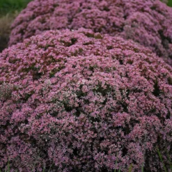 Rock 'N Round 'Pride And Joy' Stonecrop -Naty Plants Shop sedum pride joy 3