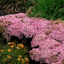 Rock 'N Round™ 'Pure Joy' Stonecrop -Naty Plants Shop sedum pure joy 1