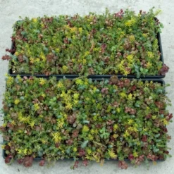 SedumSod® -Naty Plants Shop sedum sod 3
