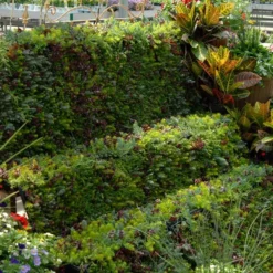 SedumSod® -Naty Plants Shop sedum sod 6