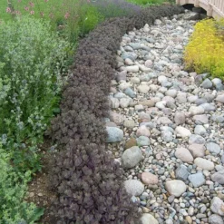 Sunsparkler® 'Dazzleberry' Stonecrop -Naty Plants Shop sedum sunsparkler dazzleberry 3 sw