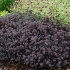 Sunsparkler® 'Dazzleberry' Stonecrop -Naty Plants Shop sedum sunsparkler dazzleberry 4 sw
