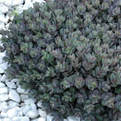 Sunsparkler® 'Dazzleberry' Stonecrop -Naty Plants Shop sedum sunsparkler dazzleberry 7 sw