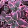 Sunsparkler® 'Dream Dazzler' Stonecrop