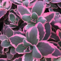 Sunsparkler® 'Dream Dazzler' Stonecrop