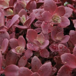 Sunsparkler® 'Firecracker' Stonecrop -Naty Plants Shop sedum sunsparkler firecracker 1 sw
