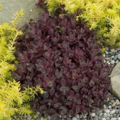 Sunsparkler® 'Firecracker' Stonecrop -Naty Plants Shop sedum sunsparkler firecracker 2 sw