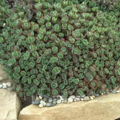 Front Page -Naty Plants Shop sedum sunsparkler lime zinger 2 sw