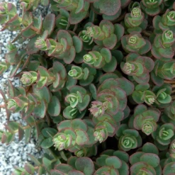 Sunsparkler® 'Lime Zinger' Stonecrop -Naty Plants Shop sedum sunsparkler lime zinger 3 sw