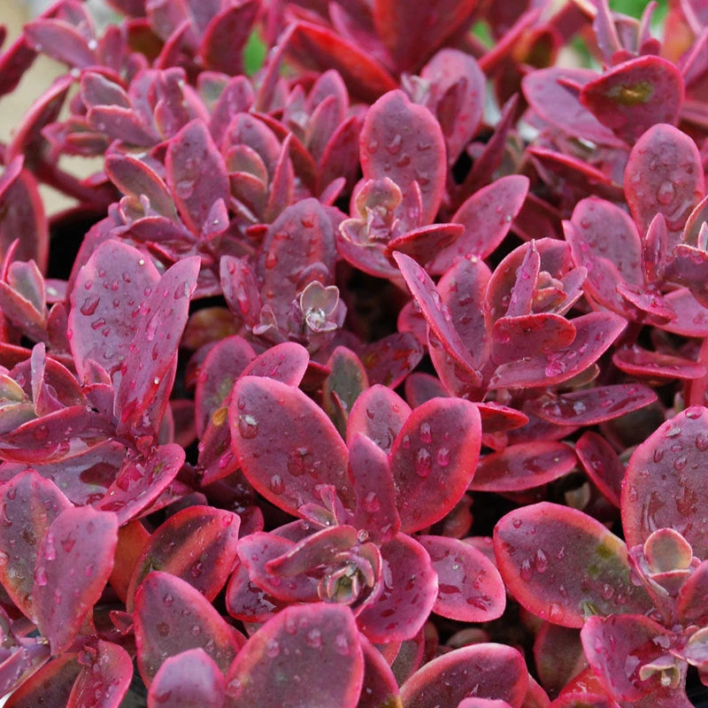 Sunsparkler® 'Wildfire' Stonecrop 1 Sunsparkler® 'Wildfire' Stonecrop
