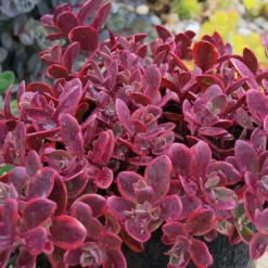 Sunsparkler® 'Wildfire' Stonecrop 5 Sunsparkler® 'Wildfire' Stonecrop -Naty Plants Shop sedum sunsparkler wildfire 4