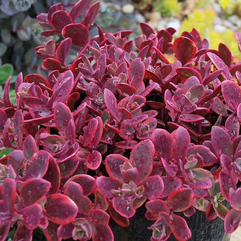 Sunsparkler® 'Wildfire' Stonecrop 3 Sunsparkler® 'Wildfire' Stonecrop - Image 3