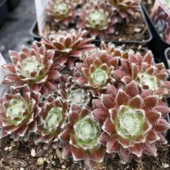 Front Page -Naty Plants Shop sempervivum chick charms cosmic candy 1 P sw