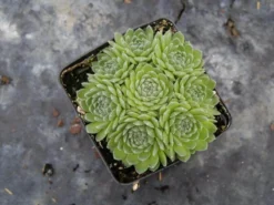 Chick Charms® Sugar Shimmer™ Hens & Chicks -Naty Plants Shop sempervivum chick charms sugar shimmer 3 sw