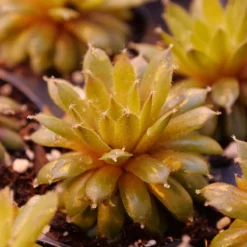 'Jade Rose' Hens & Chicks -Naty Plants Shop sempervivum jade rose 2