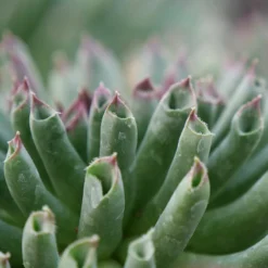 'Oddity' Hens & Chicks -Naty Plants Shop sempervivum oddity 3