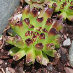 'Oddity' Hens & Chicks -Naty Plants Shop sempervivum oddity 4