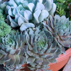 'Pacific Blue Ice' Hens & Chicks -Naty Plants Shop sempervivum pacific blue ice 2