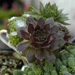 'Pacific Devil's Food' Hens & Chicks -Naty Plants Shop sempervivum pacific devils food hen and chick 3