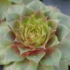 'Red Rubin' Hens & Chicks