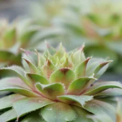 Front Page -Naty Plants Shop sempervivum red rubin 2