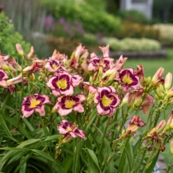 Rainbow Rhythm® 'Sound Of My Heart' Daylily -Naty Plants Shop sound of my heart daylily 1 scaled