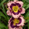 Rainbow Rhythm® 'Sound Of My Heart' Daylily