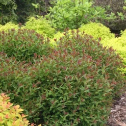 Double Play® Artisan® Spirea -Naty Plants Shop spiraea double play artisan 3 sw