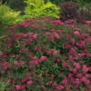 Double Play Doozie® Reblooming Spirea