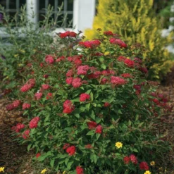 Double Play Doozie® Reblooming Spirea -Naty Plants Shop spiraea double play doozie 3 sw