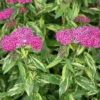 Double Play® Painted Lady® Spirea