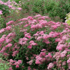 Double Play® Pink Spirea -Naty Plants Shop spiraea double play pink 3 sw