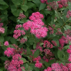 Double Play® Pink Spirea -Naty Plants Shop spiraea double play pink 4 sw